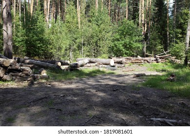 Sawn pine tree trunks in a stack in the Russian forest on a Sunny summer day, industrial timber harvesting