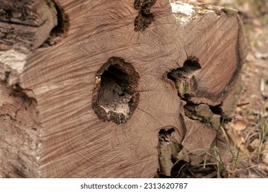 A sawn rotten tree lies on the ground. Rotten tree trunk