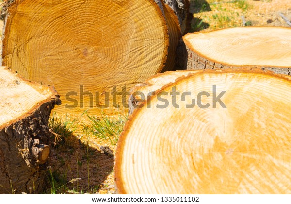 Sawn Tree Rounds Closeup Circle Patterns Stock Photo 1335011102 ...