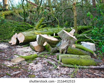 Sawn Tree Trunk Sections Piled For Clearance After Storm Damage. Sawdust Appears In The Foreground. Taken In The UK In Winter.