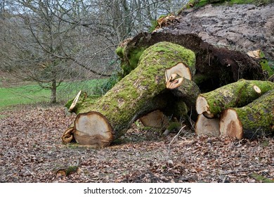 Sawn Tree Trunk That Was Blown Down By Storm Arwen In Cumbria, England, UK                              