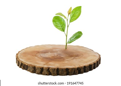 sawn wood cut green sprout