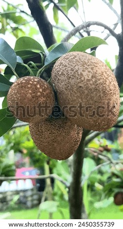 Sawo in Indonesia name as fruit tree. This form is unique in 3 fruits Suitable for brown background. and in Latin is Munilkara Zapota or well known as Sapodilla