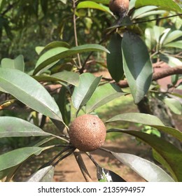 Sawo (Manilkara Zapota, Sapodilla, Sapota, Chikoo, Chico, Naseberry, Or Nispero) Is A Fruit Tree That Has A Long Life.