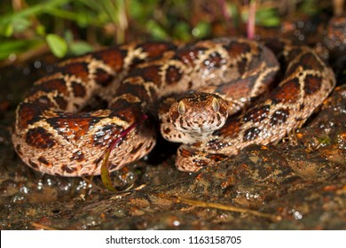 Saw-scaled viper or Echis is a small venomous viper found in western ghats of India. It is considered one of the big four venomous snakes of India.