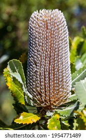 Saw-tooth Banksia Flower Or Banksia Cone