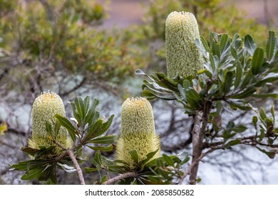 Saw-tooth Banksia Tree In Flower