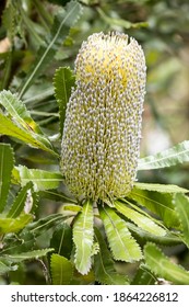 Saw-tooth Or Old Man Banksia