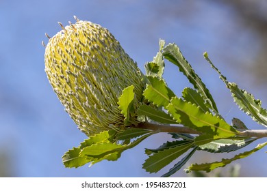 Saw-tooth Or Old Man Banksia