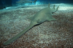 Sawtooth Shark Posing On The Bottom Of The Sea