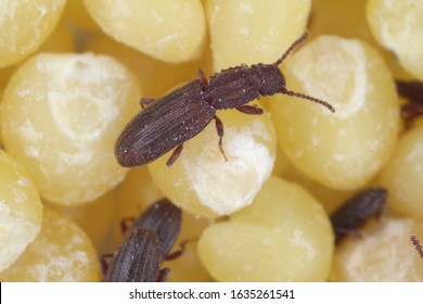 The Sawtoothed Grain Beetles (Oryzaephilus Surinamensis). Insects On Millet Seeds.