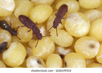 The Sawtoothed Grain Beetles (Oryzaephilus Surinamensis). Insects On Millet Seeds.