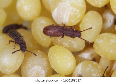 The Sawtoothed Grain Beetles (Oryzaephilus Surinamensis). Insects On Millet Seeds.