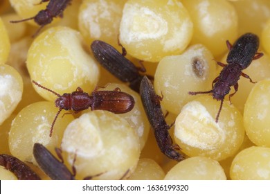 The Sawtoothed Grain Beetles (Oryzaephilus Surinamensis) And Rusty Grain Beetle (Cryptolestes Ferrugineus). Insects On Millet Seeds.