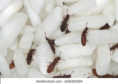 The Sawtoothed Grain Beetles (Oryzaephilus Surinamensis). Insects On Rice Grains.