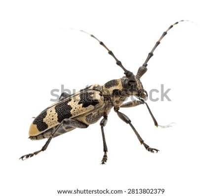 Sawyer Beetle Standing Pose With Extra Long An Isolated On White Background