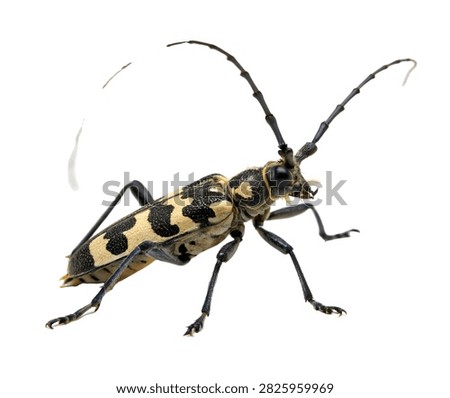 Sawyer Beetle Standing Pose With Extra Long An Isolated On White Background