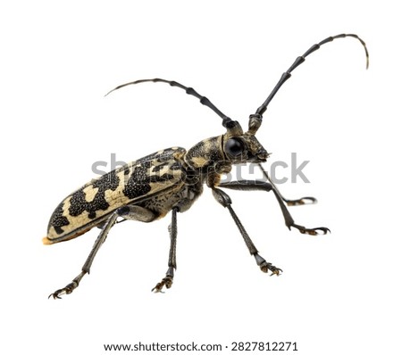 Sawyer Beetle Standing Pose With Extra Long An Isolated On White Background
