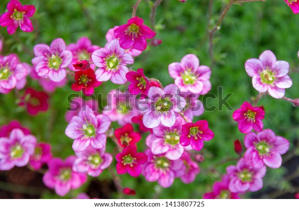 Saxifraga Arendsii Pink Flowers Background Flowers Stock Photo