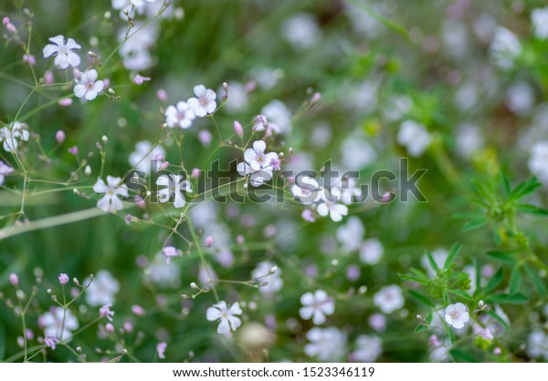 Saxifraga blooming flowers, stoloniferous\
perennial herb in\
Altai.