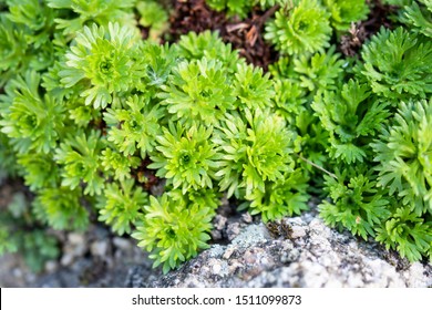 Saxifraga Cespitosa Tufted Alpine Saxifrage