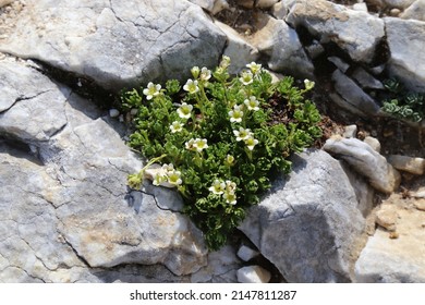 Saxifraga exarata, White Musky Saxifrage, Saxifragaceae. Wild plant shot in summer. - Shutterstock ID 2147811287