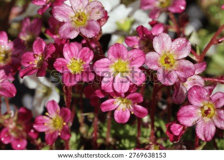Saxifraga 'Pixie'. Close up full frame of rose pink saxifrage flowers in spring.