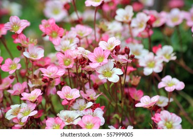 Saxifrage