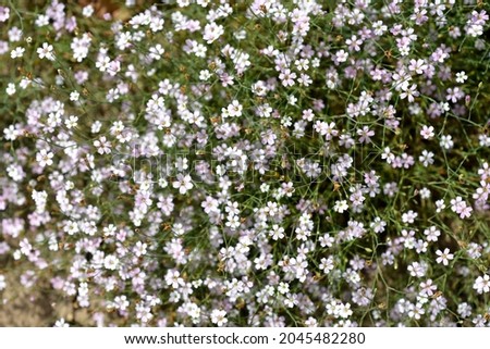 Saxifrage pink - Latin name - Petrorhagia saxifraga