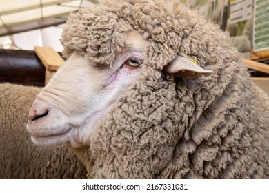 Saxon Merino Rams. Saxon wool is the highest quality superfine wool in the world