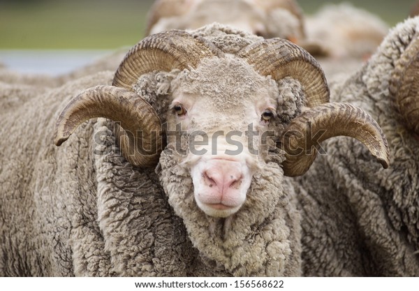 Saxon Merino Rams. Saxon wool is the highest\
quality superfine wool in the\
world