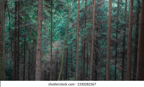 Saxon Switzerland trees