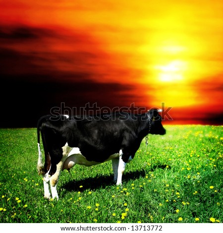 Similar – Cow rest Nature Animal Sky