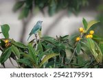 Sayaca Tanager bird (Thraupis sayaca) on a Loquat Tree (Stenopus hispidus)