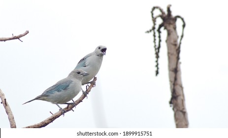 Sayaca Tanager At Chapada Dos Guimarães, Mato Grosso, Brazil