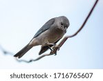 The Sayaca Tanager with dramatic pose