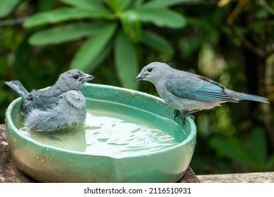 The Sayaca Tanager (Thraupis Sayaca) Is A Species Of Bird In The Family Thraupidae, The Tanagers.