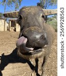 Saying Gidday to Bud the Buffalo at Daly Waters Hotel. Picking his nose with his tongue and greeting us simultaneously. 