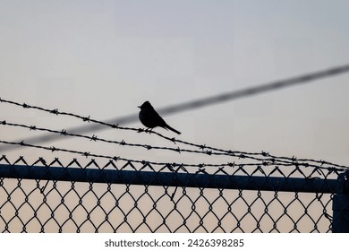 Say's Phoebe Small Bird Perched on Barbed Wire Fence Industrial Background Metal Gate Chainlink Chain Link Fence