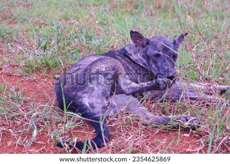 Scabby dog, Black color of old scabby dogs lying on the ground.It seemed hungry and poor.

