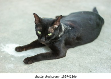 Scabies Black Thai Cat