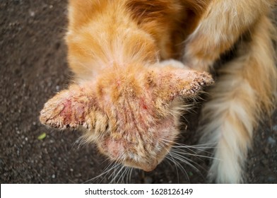 Cat Scabies Images Stock Photos Vectors Shutterstock