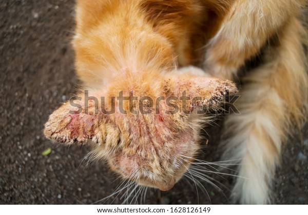 Scabies Cat Clinical Sign Sarcoptic Mange Stock Photo (Edit Now) 1628126149