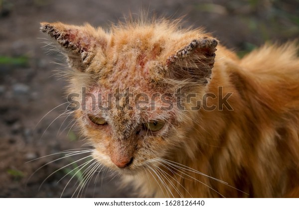 Scabies Cat Clinical Sign Sarcoptic Mange Stock Photo (Edit Now) 1628126440