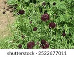 Scabiosa atropurpurea ‘Black Knight’ with purple flowers in a greenery