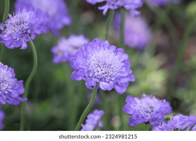 Scabiosa columbaria  Azul