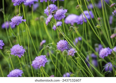 Scabiosa columbaria  Mariposa