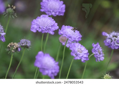 Scabiosa columbaria  Mariposa