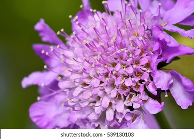 Scabiosa Columbaria, Pincushion Flower