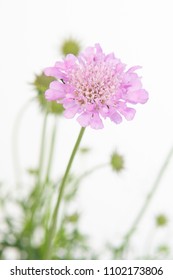 Scabiosa Columbaria Pink Mist